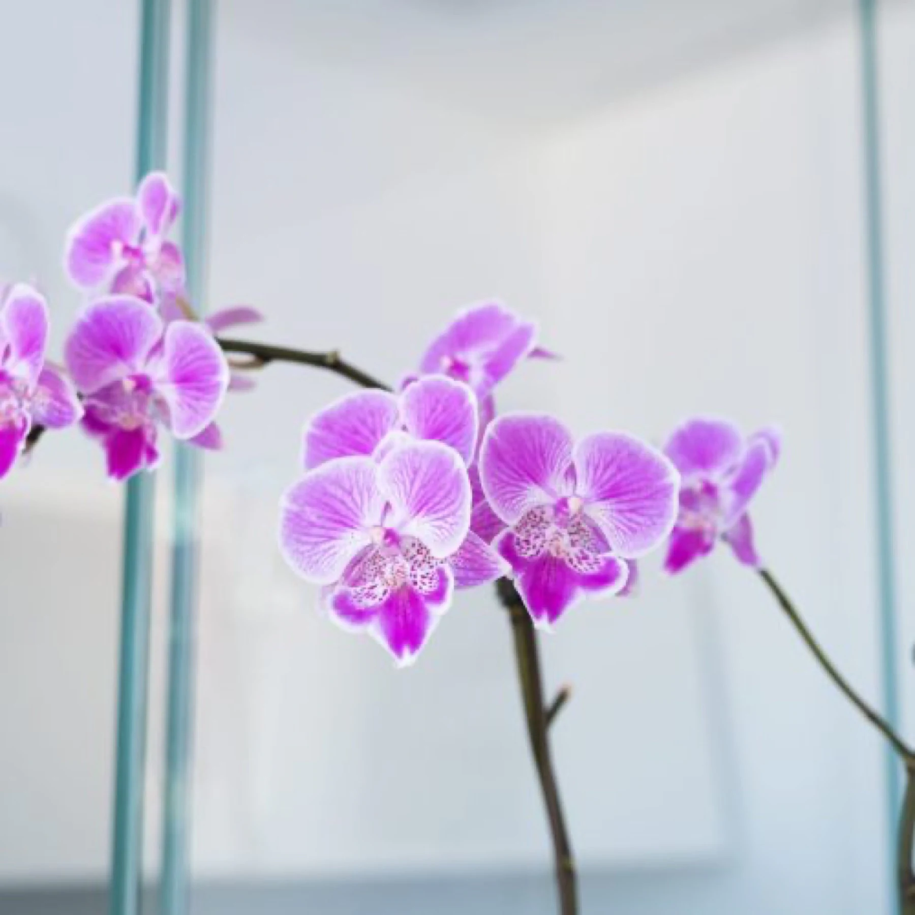 An orchid against the glass partition in the reception area
